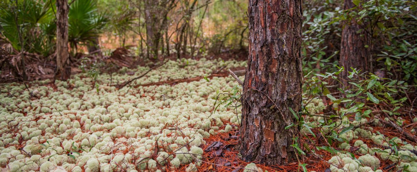 Trees at Shoal River Headwaters State Park