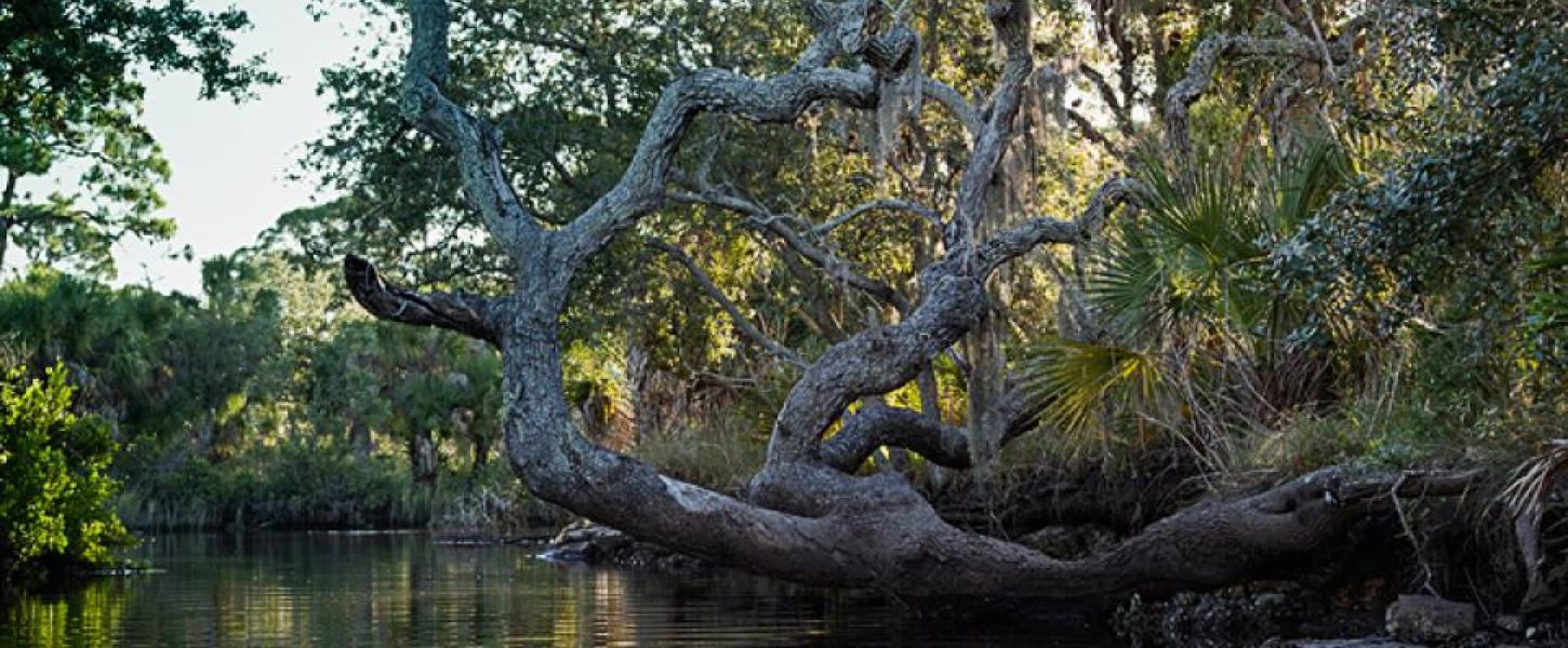 Werner-Boyce Mangrove