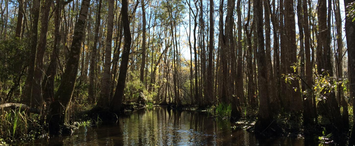 St. Marks River Preserve State Park