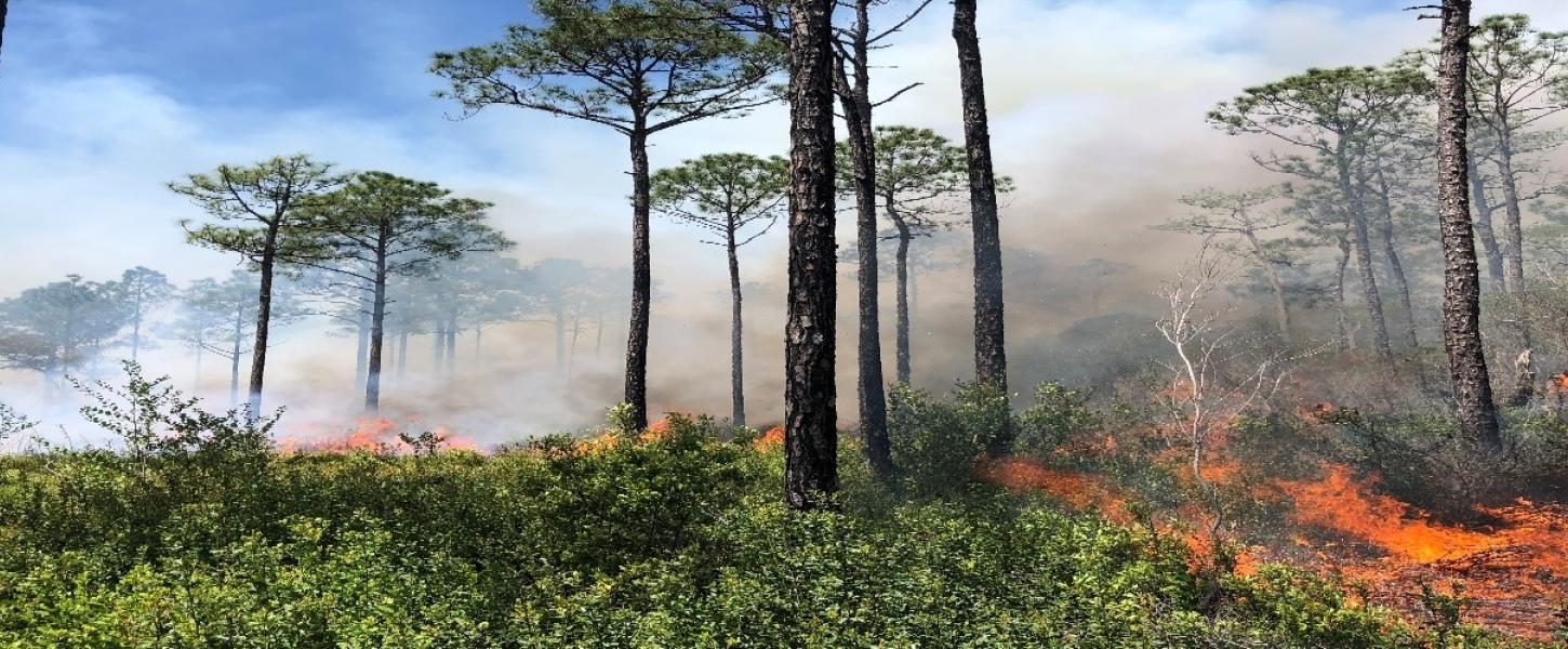 Initial prescribed burning in a wet prairie recently cleared of titi trees