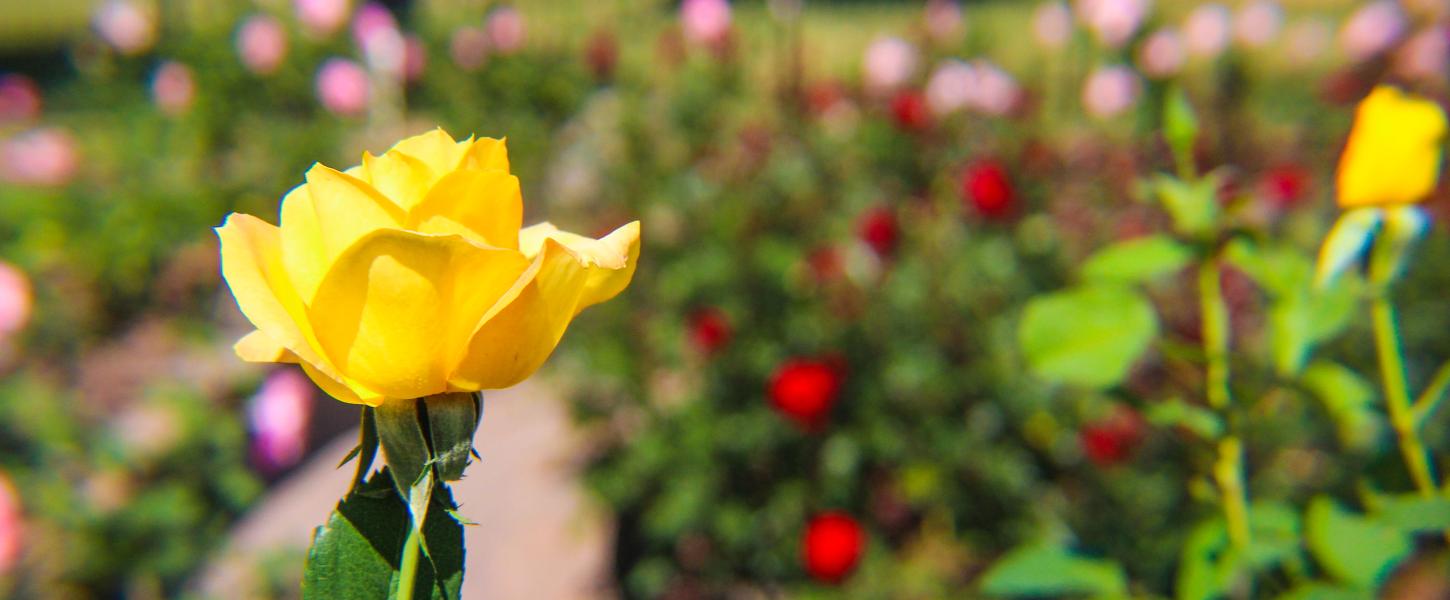 The Rose Garden at Washington Oaks | Florida State Parks