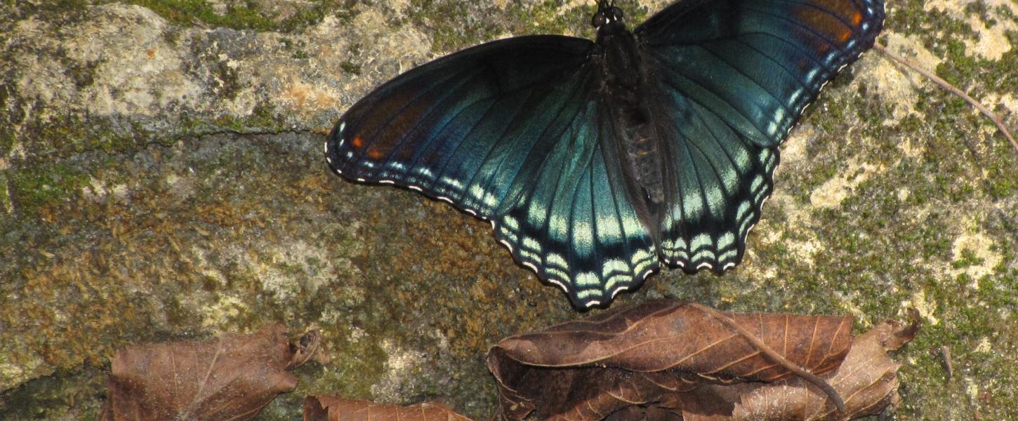 Red spotted purple (Limenitis arthemis) on a limestone rock   at Suwannee River State Park.