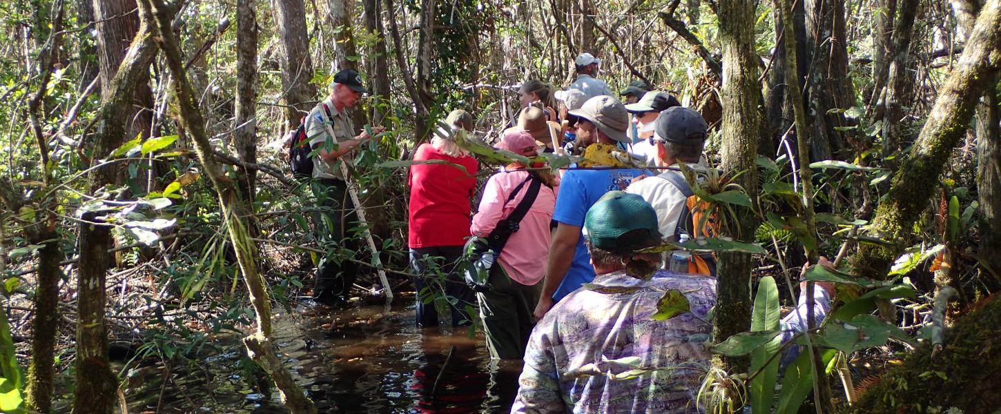 A guided swamp walk at Fakahatchee Strand Preserve State Park.