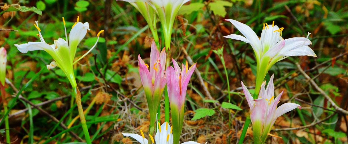 Friends of the Florida Caverns State Park