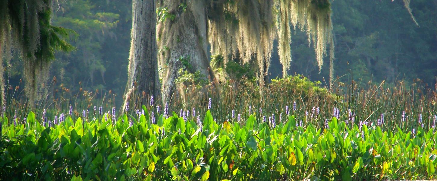 Wakulla Springs Wildlife