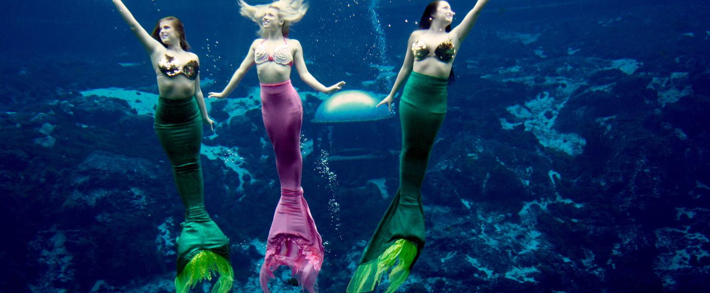 Mermaids at Weeki Wachee looking towards crowd and reaching their hands towards the surface