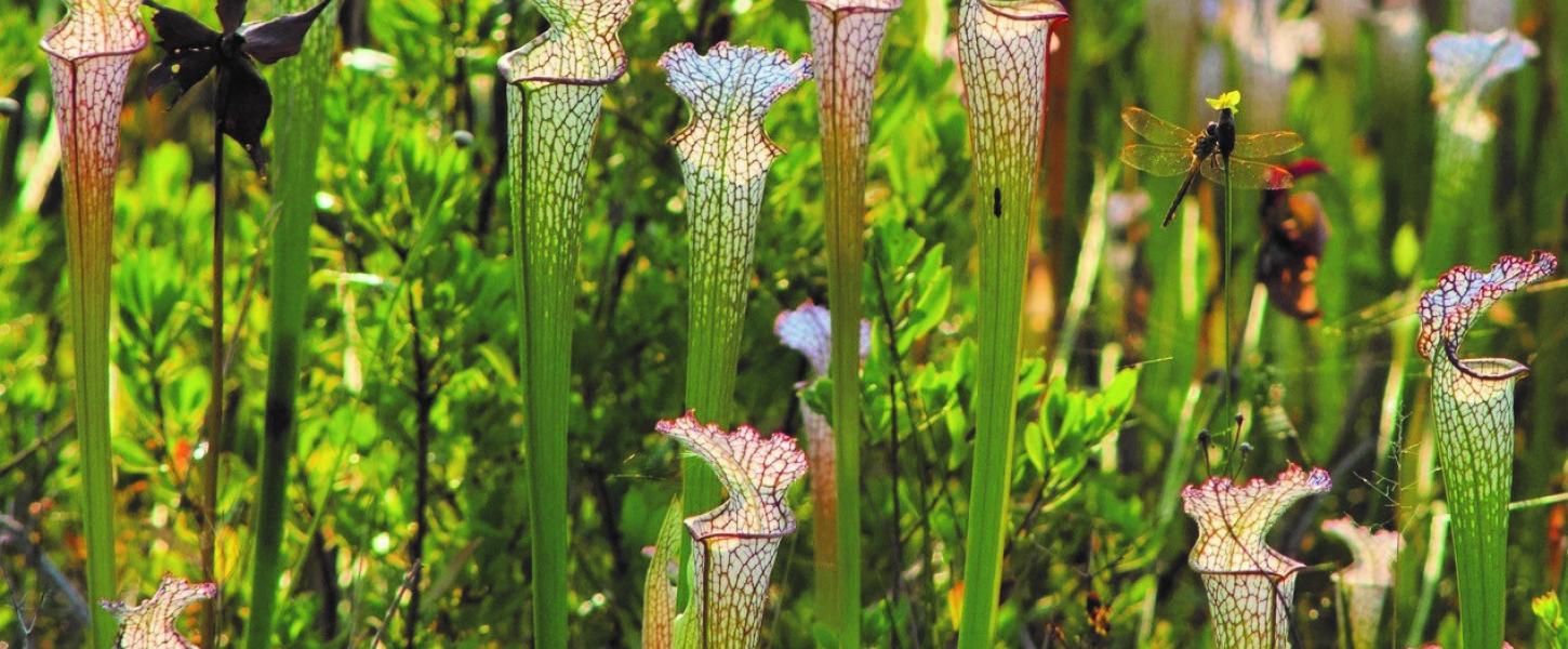 Numerous White Top pitcher plants are mixed among the lush green vegetation. 