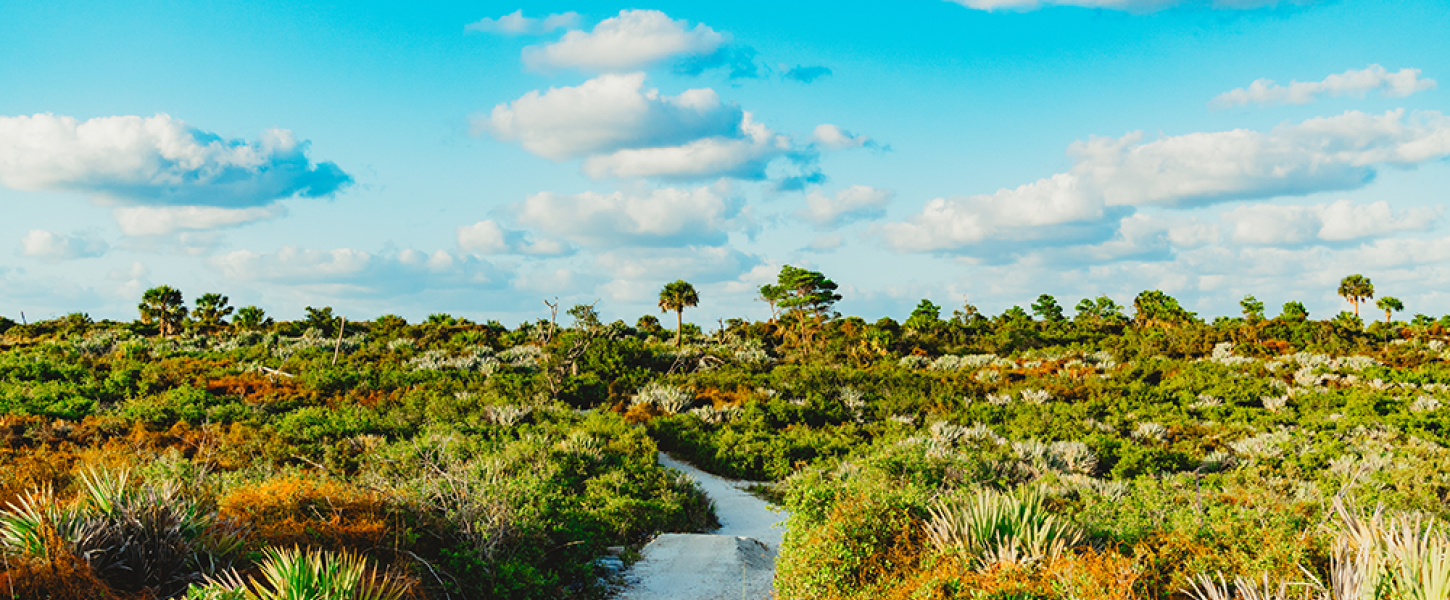 an image of a dirt trail with shrubs on each side and a bright blue sky with clouds.