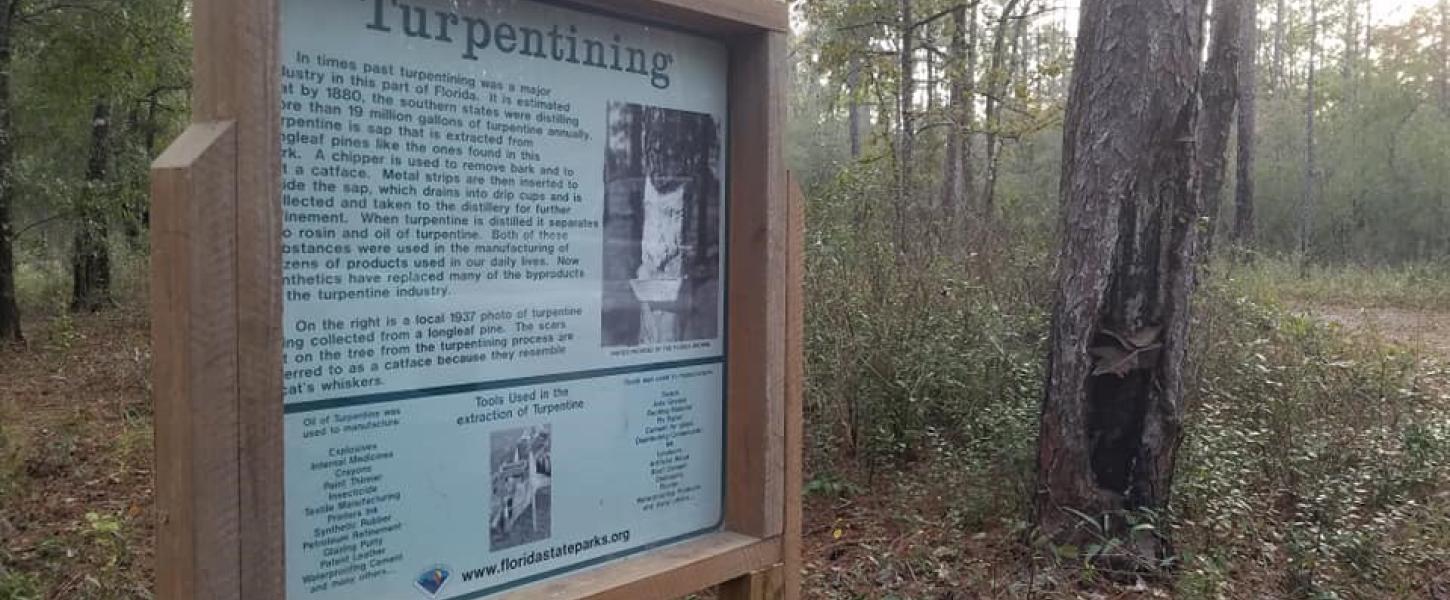 Pines, Flatwoods, Turpentine