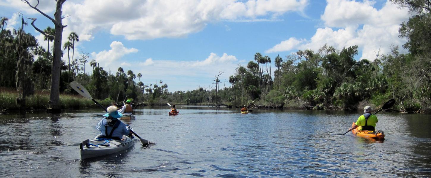 Group of kayaks paddle Waccasassa Bay with pines and snags along the shore