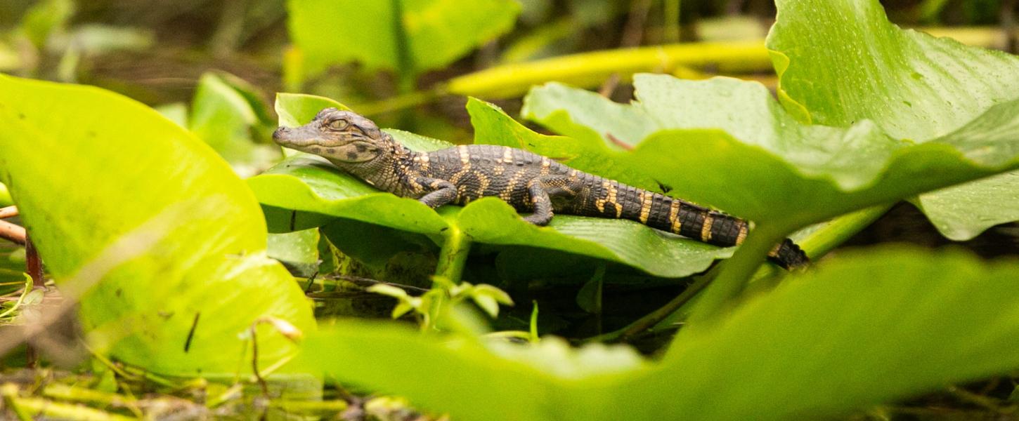 A baby alligator sunbathing on some lily pads. 