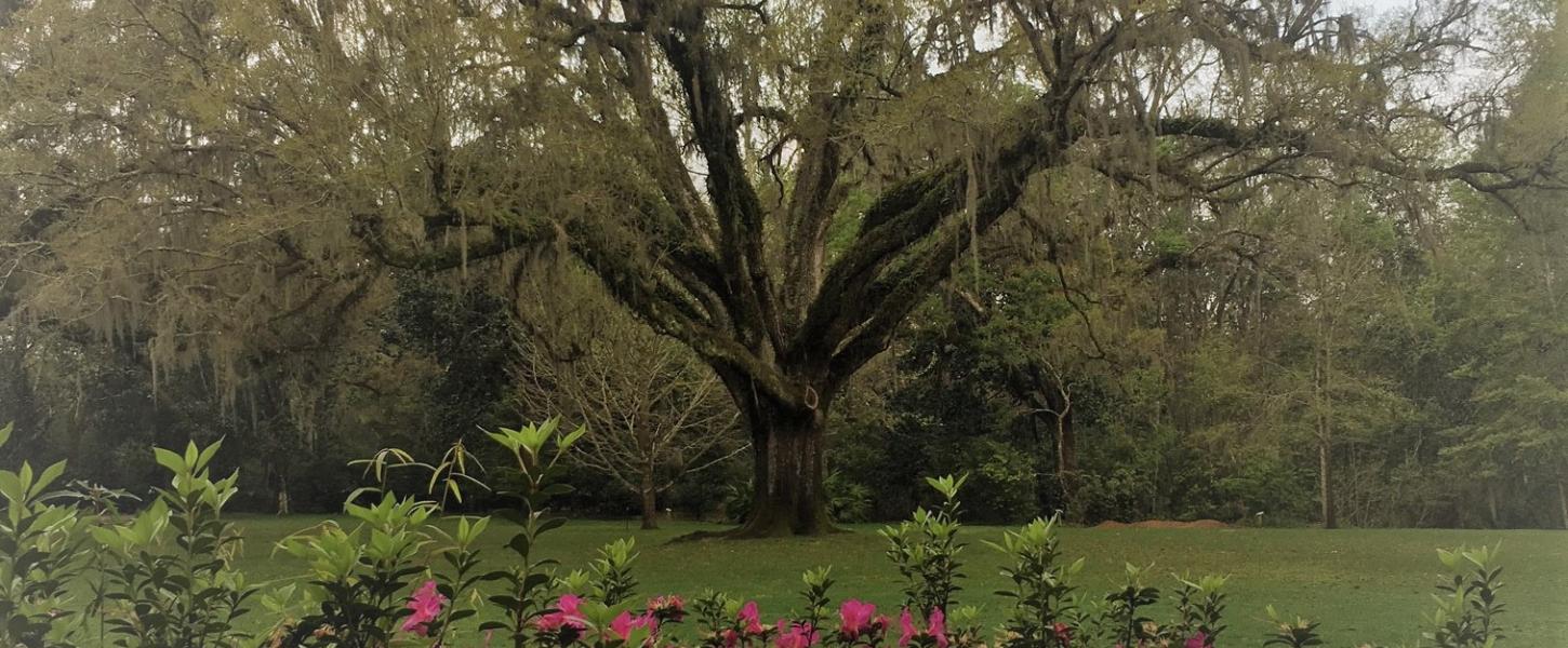 Wedding Tree