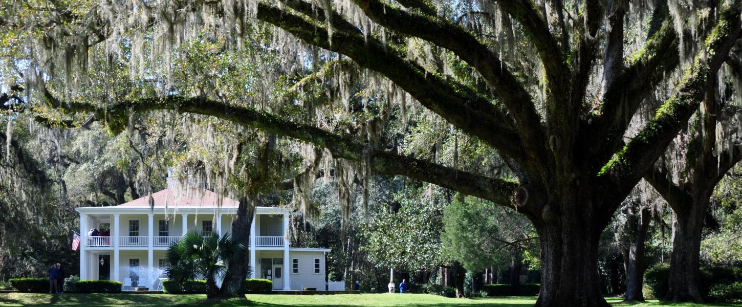 Giant oak tree and lush green open landscape with Wesley House in the back drop.
