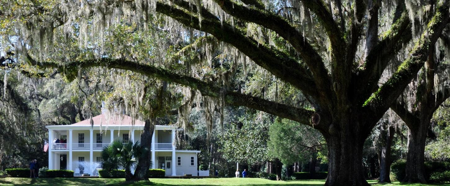 Giant oak tree and lush green open landscape with Wesley House in the back drop. 