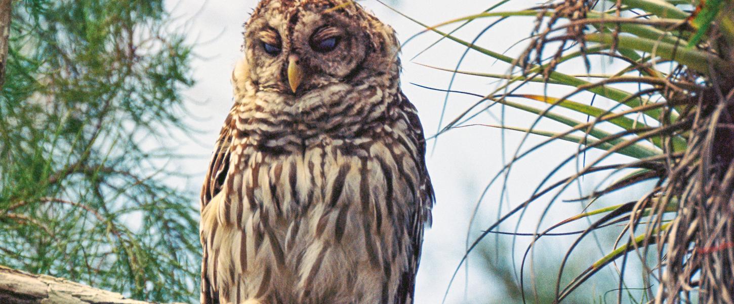 Film photo of owl on branch.