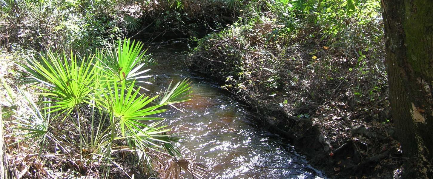 A view of Wingate Creek at Wingate Creek State Park.