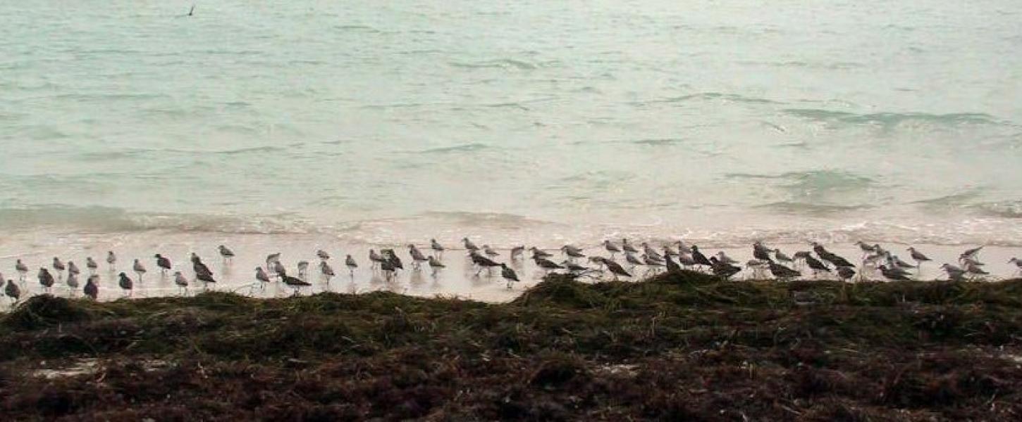 A view of the wrackline with many birds in front of it on the shore.