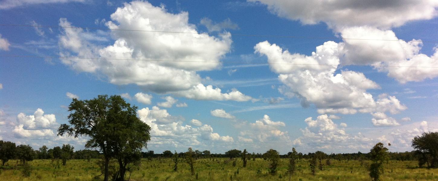 Wiregrass and longleaf pines are seen against a blue sky with white clouds.