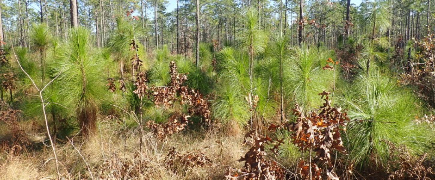 Young longleaf pines are seen alongside the Sandhill Trail at Suwannee River State Park.