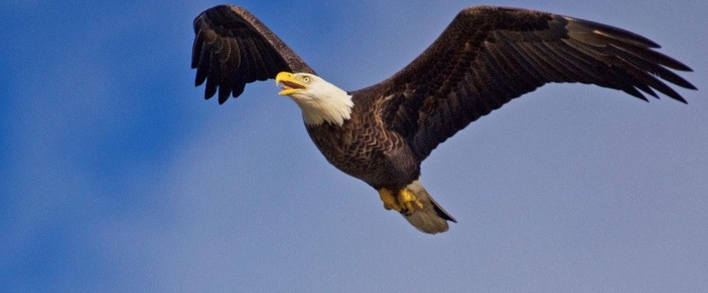 a bald eagle soars through a blue sky