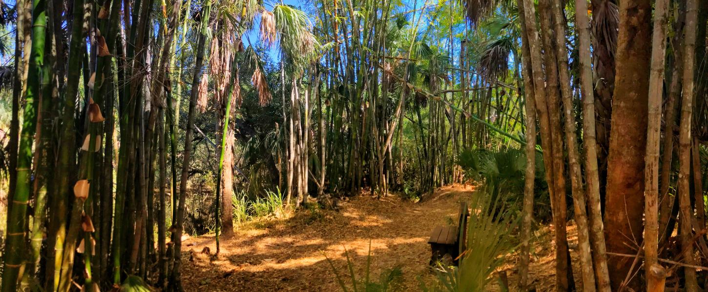 A view of the bamboo trails.