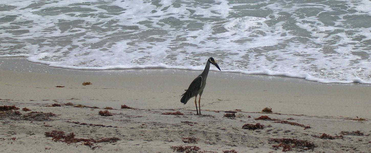 A view of a bird walking along the shore.