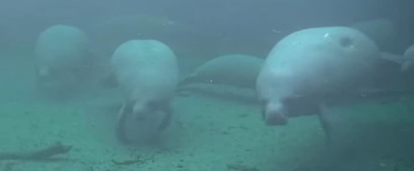 Four manatees swim at the spring.