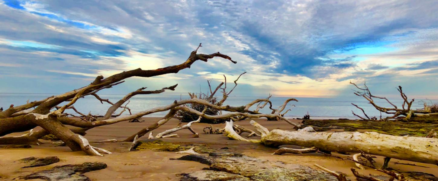 pale dead trees lie on the sand backlit but a blue and orange sunrise