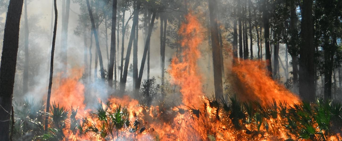 Prescribed fire burning at Faver-Dykes State Park 