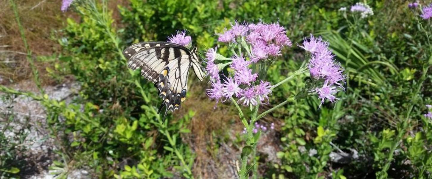 Butterfly resting on a flower 