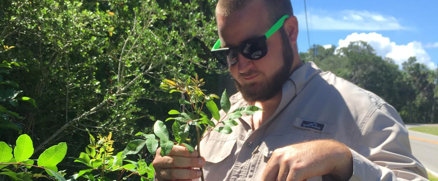 FLCC member Caleb Garner harvests cutting from brazilian pepper tree.