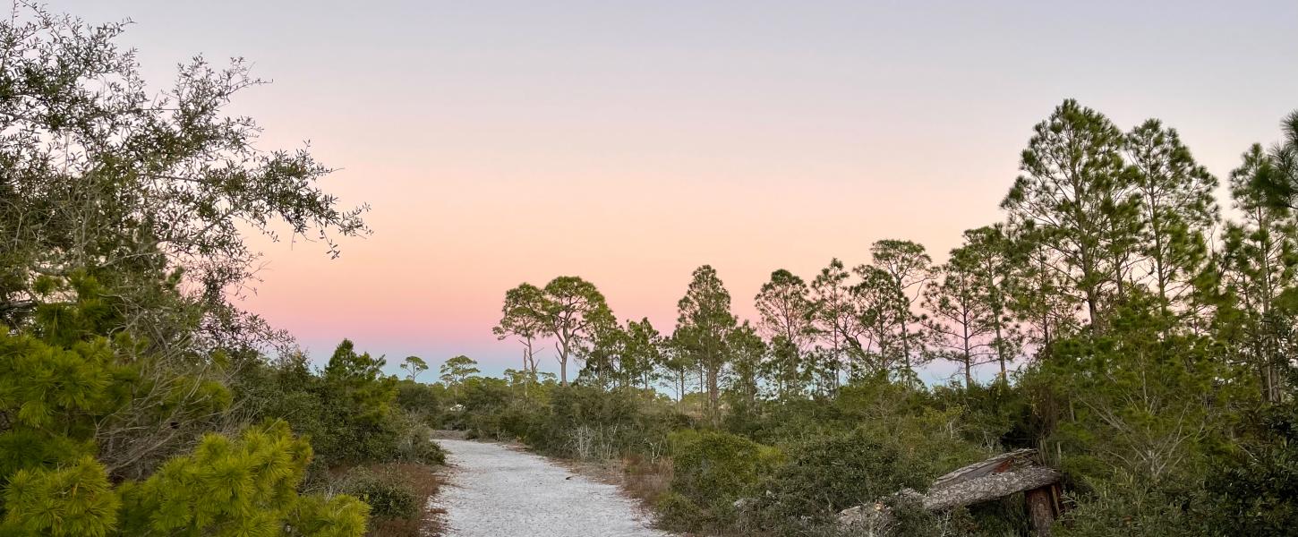 A sand trail at sunrise with scrubby pine forest on either side. 