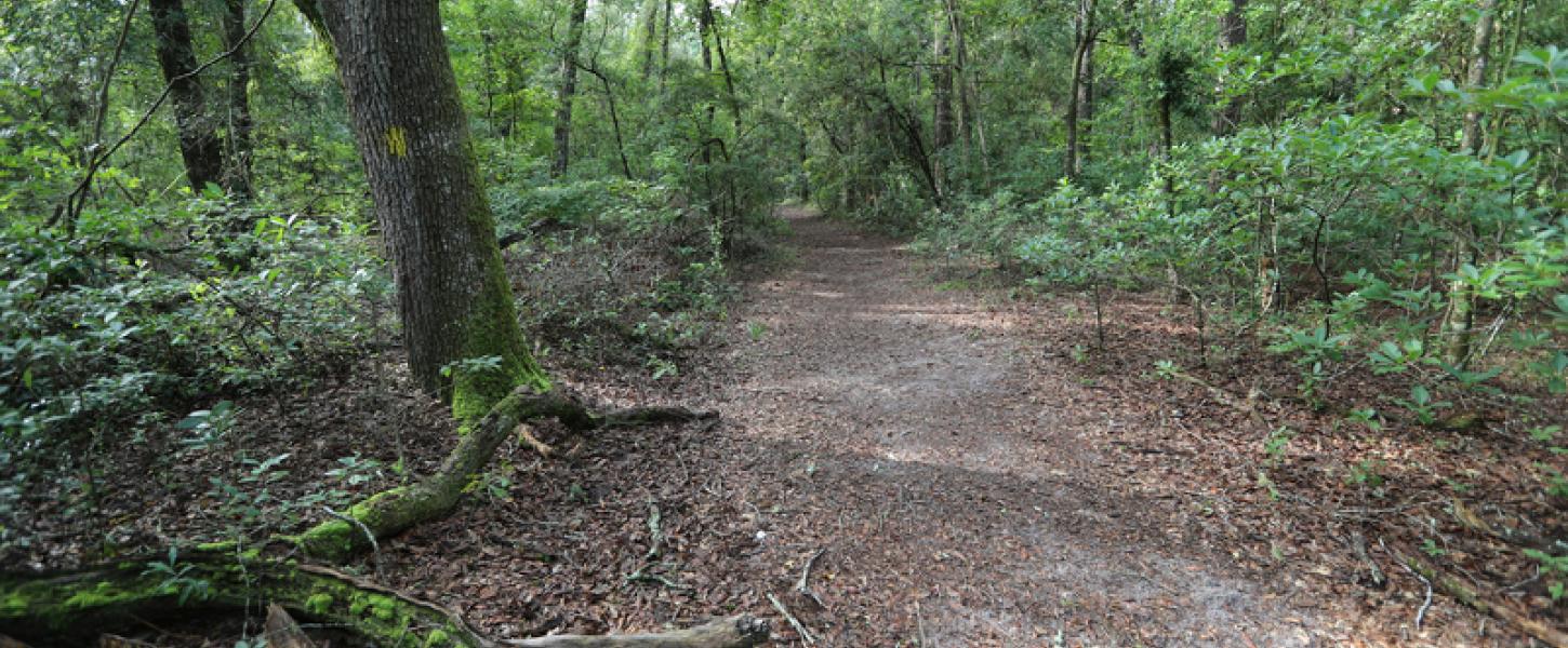 a dirt trail runs past a tree in the woods