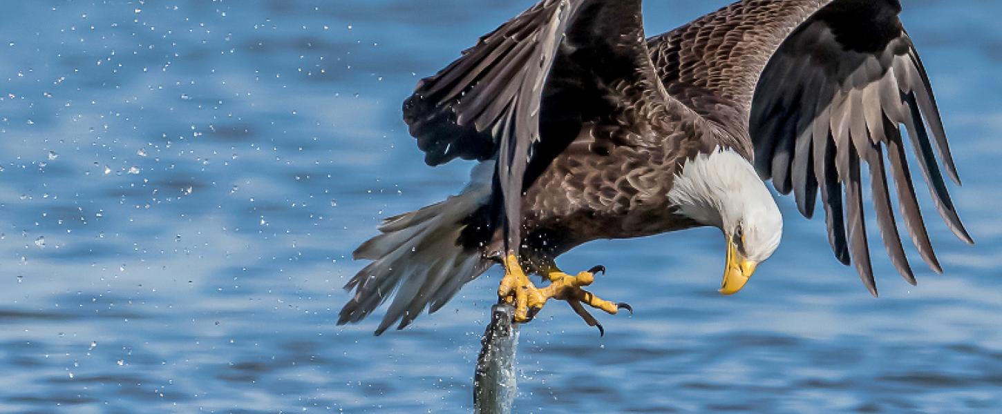 image of a bald eagle catching a fish over water at paynes prairie preserve state park.