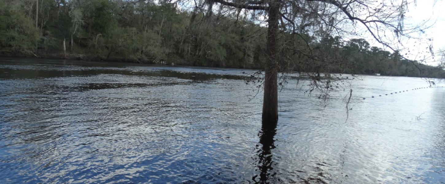 a tree grows out of the middle of a flooded river