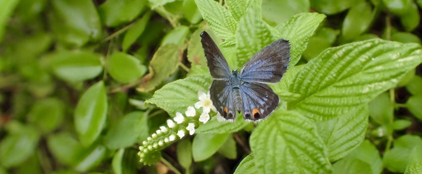 A Miami blue butterfly nectaring on scorpion-tail   at Bahia Honda State Park in the Florida Keys.