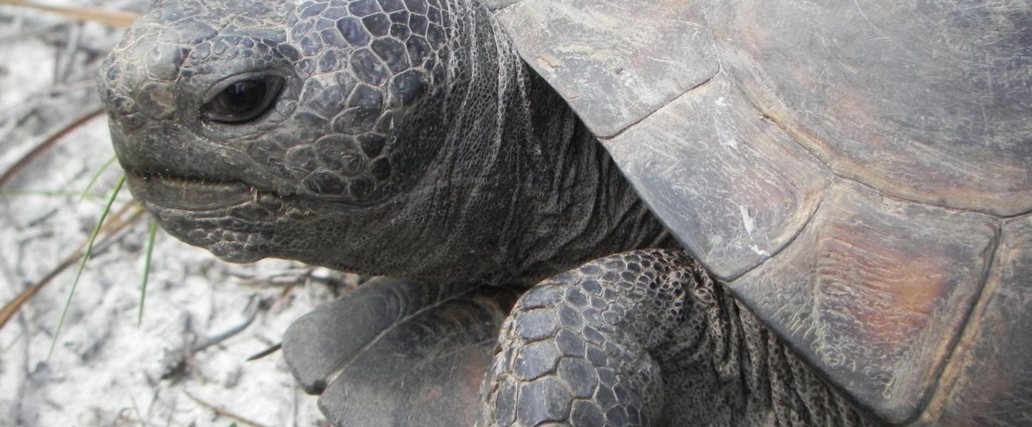 Close up image of gopher tortoise face and shell. 