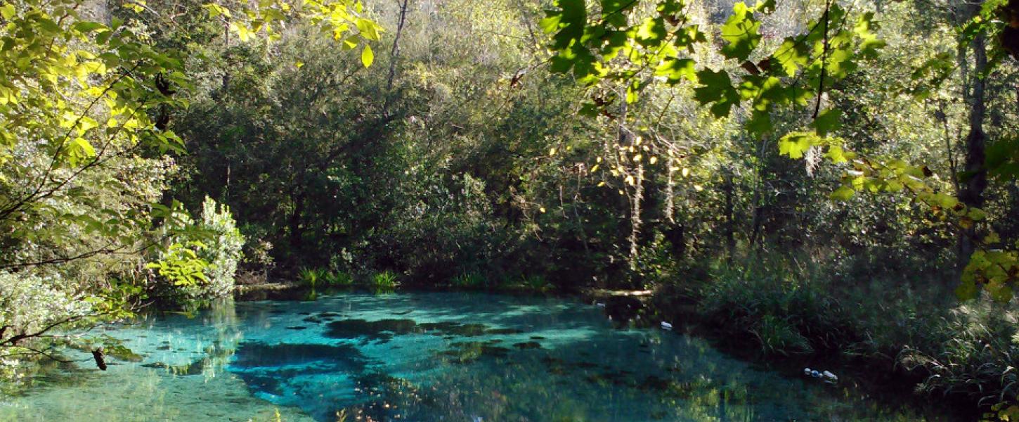 Springs of Ichetucknee