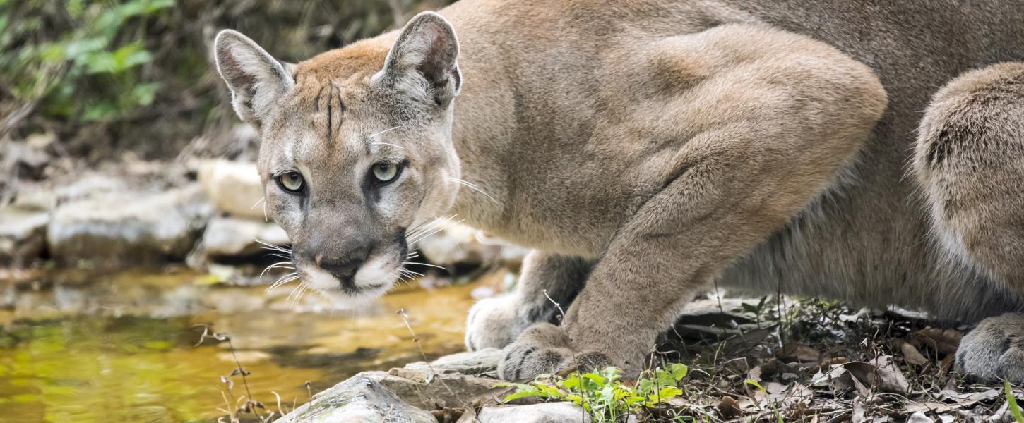 Florida Panther