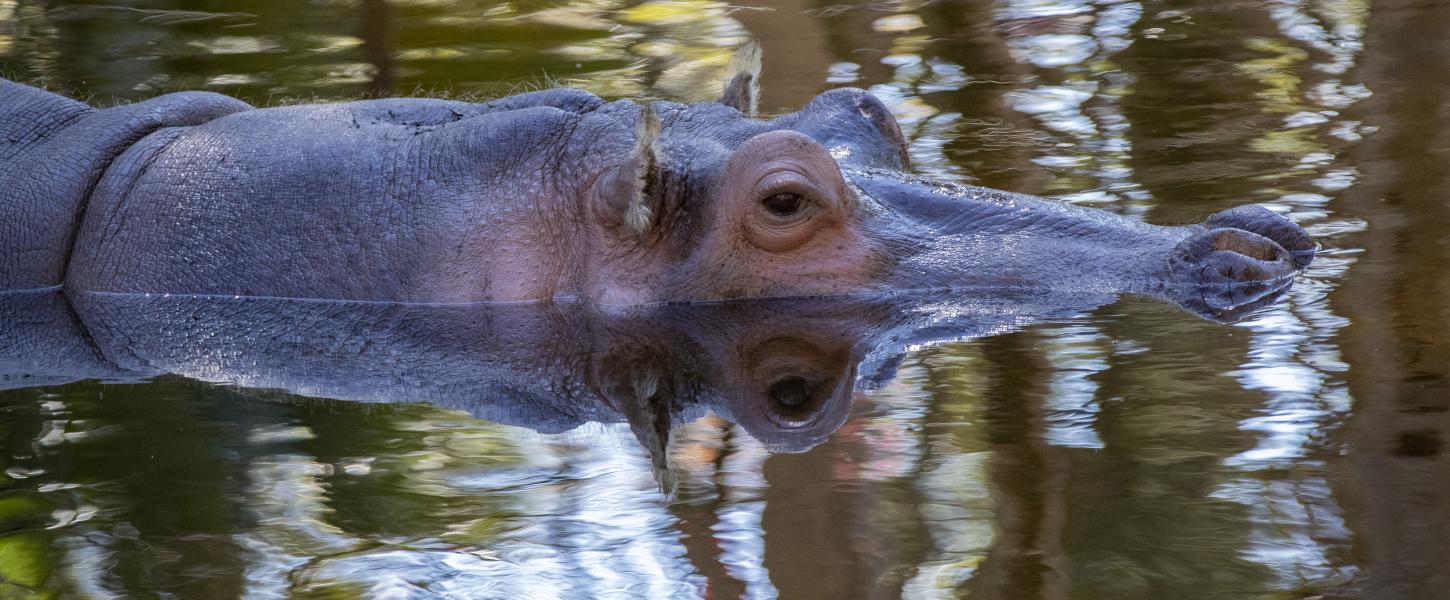 A hippo swimming in the water.