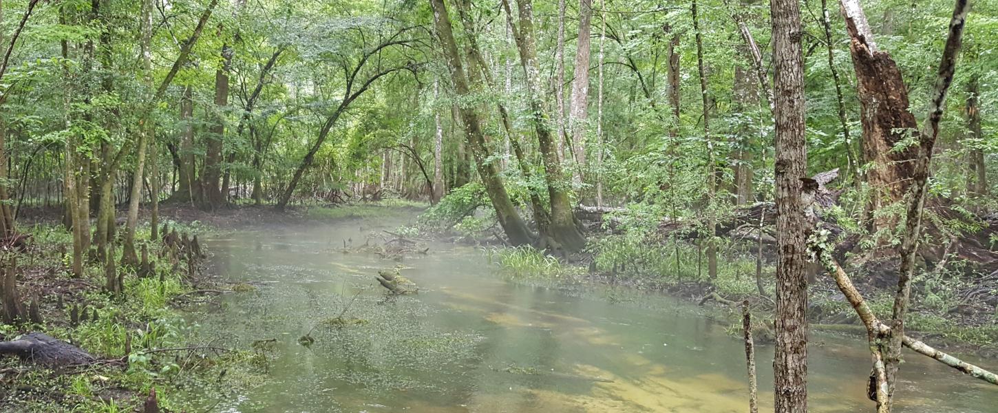 Clear spring creek shaded by the canopy of trees along the bank. 