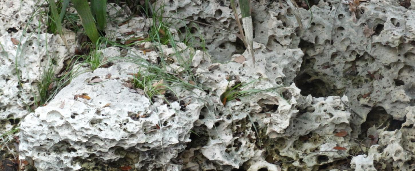 wavy limestone rock sits amidst palm fronds.