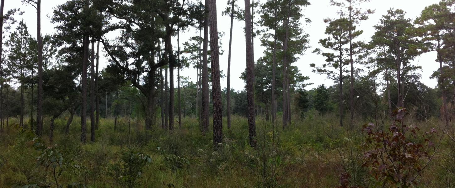 Scattered pine trees with low understory growth. 