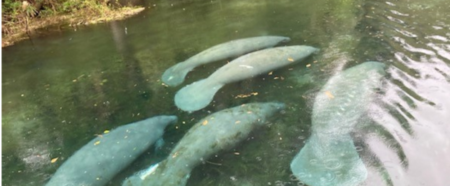 Manatees swimming at Silver Springs State Park.