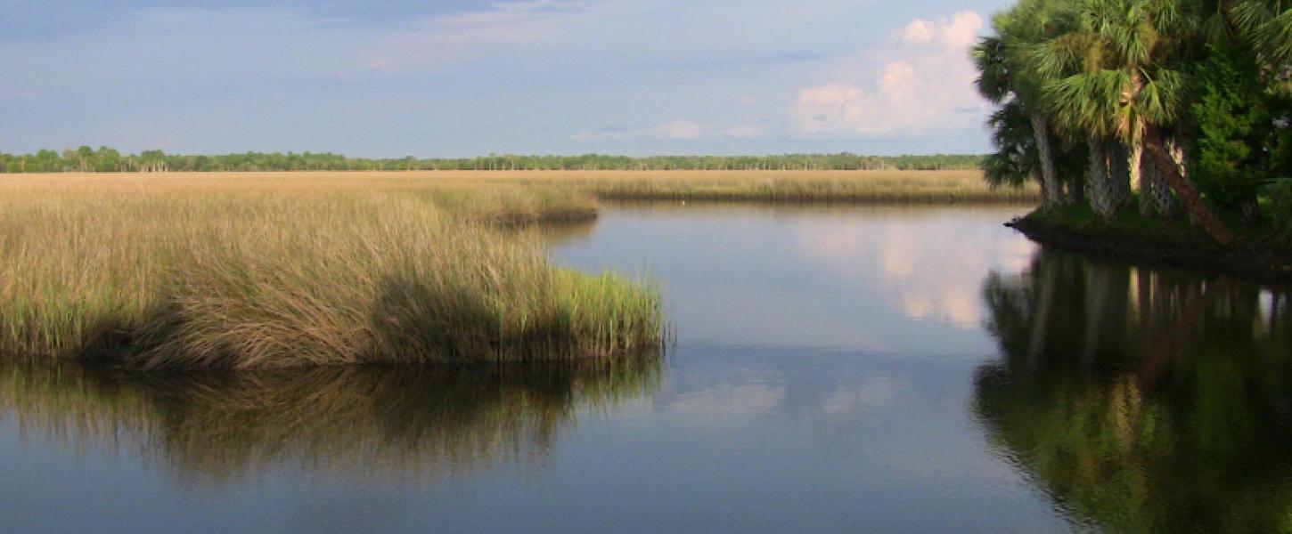 Image of a stand of palm trees by the still and calm water of the salt marsh.