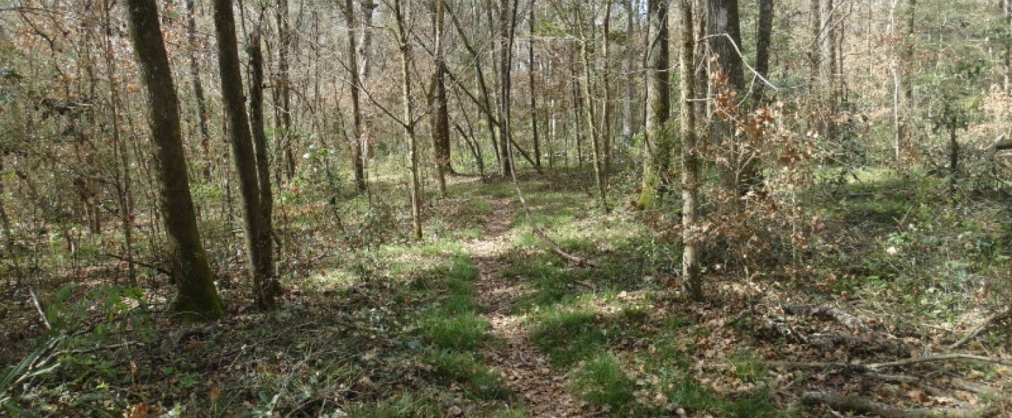 a narrow path lined with leaves winds between trees.