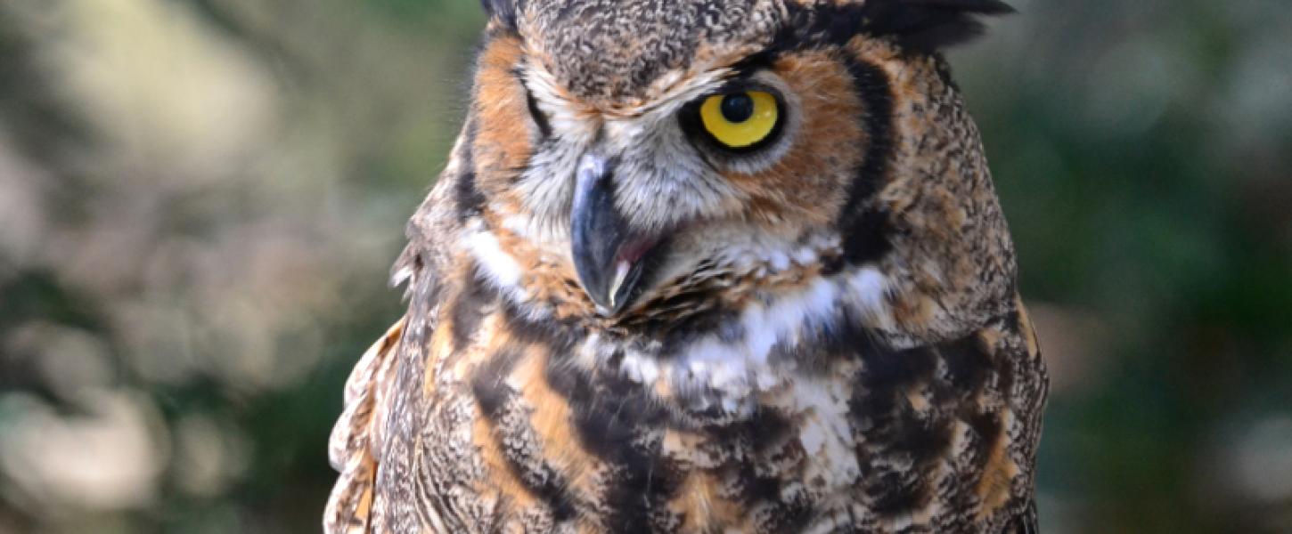 a great horned owl looks to the side