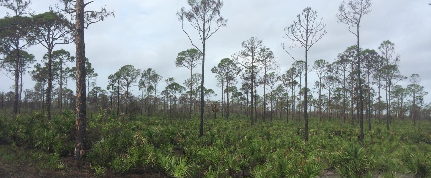 The landscape shows re-growth following a prescribed fire.