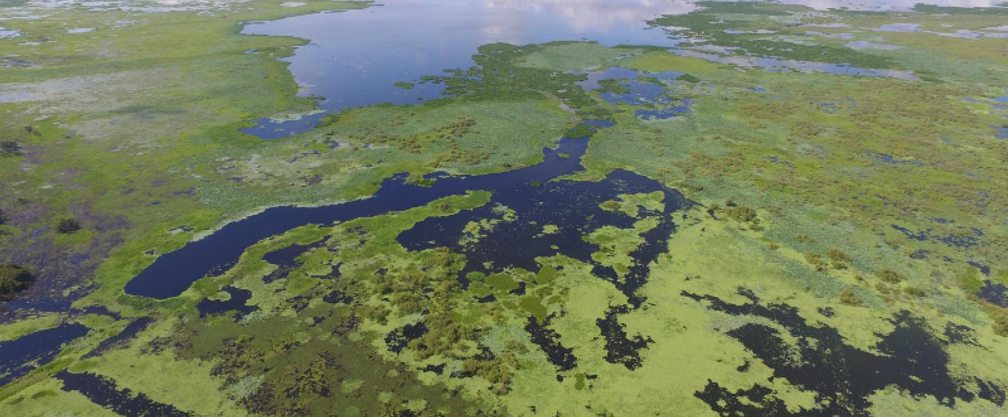 Aerial image of paynes prairie watershed