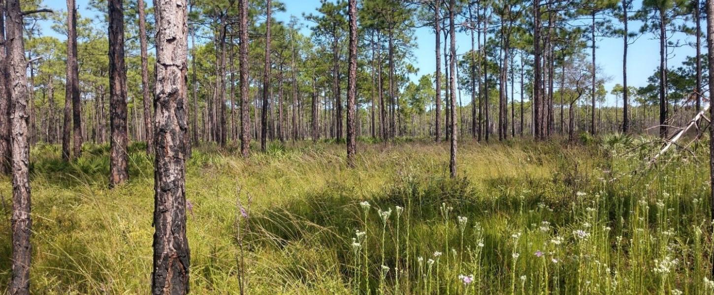 A flatwoods habitat in the sunshine with pine trees in the background and wildflowers in the foreground.